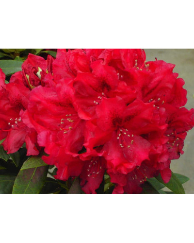 Рододендрон Мадам Галле / Азалія | Рододендрон Мадам Галле / Азалия | Rhododendron Madame Galle / Azalea