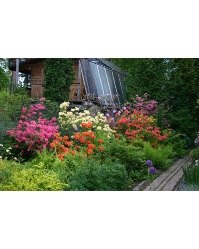 Рододендрон Мадам Галле / Азалія | Рододендрон Мадам Галле / Азалия | Rhododendron Madame Galle / Azalea