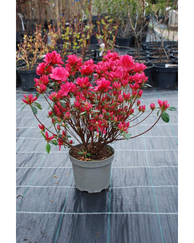 Рододендрон Мадам Галле / Азалія | Рододендрон Мадам Галле / Азалия | Rhododendron Madame Galle / Azalea