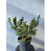 Рододендрон Мадам Галле / Азалія | Рододендрон Мадам Галле / Азалия | Rhododendron Madame Galle / Azalea