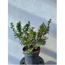 Рододендрон Мадам Галле / Азалія | Рододендрон Мадам Галле / Азалия | Rhododendron Madame Galle / Azalea