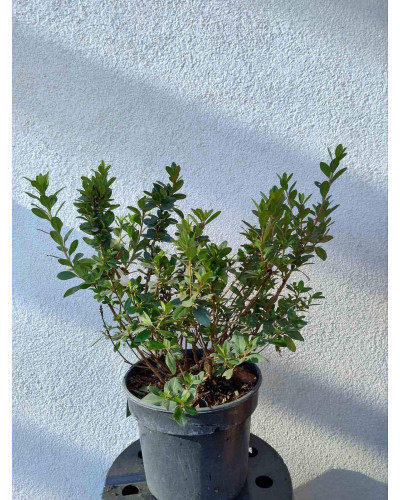 Рододендрон Мадам Галле / Азалія | Рододендрон Мадам Галле / Азалия | Rhododendron Madame Galle / Azalea