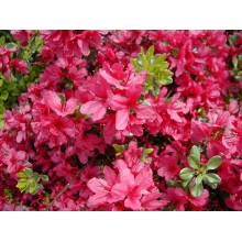 Рододендрон Мадам Галле / Азалія | Рододендрон Мадам Галле / Азалия | Rhododendron Madame Galle / Azalea