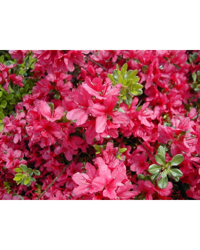 Рододендрон Мадам Галле / Азалія | Рододендрон Мадам Галле / Азалия | Rhododendron Madame Galle / Azalea