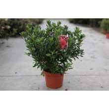 Рододендрон Мадам Галле / Азалія | Рододендрон Мадам Галле / Азалия | Rhododendron Madame Galle / Azalea