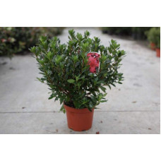 Рододендрон Мадам Галле / Азалія | Рододендрон Мадам Галле / Азалия | Rhododendron Madame Galle / Azalea