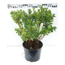 Рододендрон Мадам Галле / Азалія | Рододендрон Мадам Галле / Азалия | Rhododendron Madame Galle / Azalea