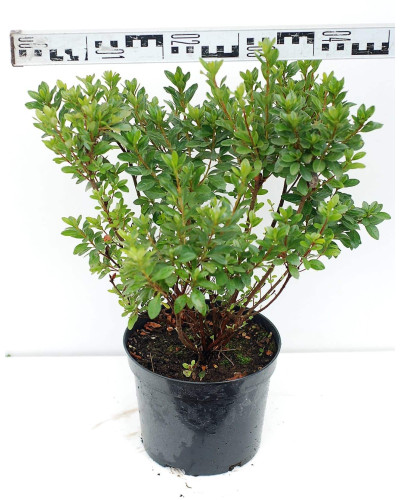 Рододендрон Мадам Галле / Азалія | Рододендрон Мадам Галле / Азалия | Rhododendron Madame Galle / Azalea