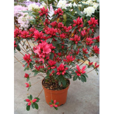 Рододендрон Мадам Галле / Азалія | Рододендрон Мадам Галле / Азалия | Rhododendron Madame Galle / Azalea