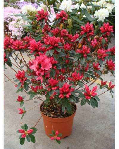 Рододендрон Мадам Галле / Азалія | Рододендрон Мадам Галле / Азалия | Rhododendron Madame Galle / Azalea