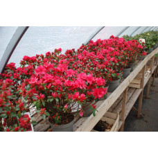 Рододендрон Мадам Галле / Азалія | Рододендрон Мадам Галле / Азалия | Rhododendron Madame Galle / Azalea