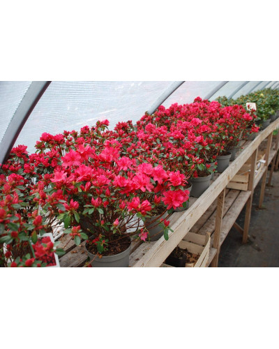 Рододендрон Мадам Галле / Азалія | Рододендрон Мадам Галле / Азалия | Rhododendron Madame Galle / Azalea