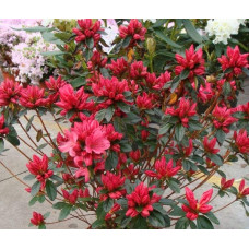 Рододендрон Мадам Галле / Азалія | Рододендрон Мадам Галле / Азалия | Rhododendron Madame Galle / Azalea