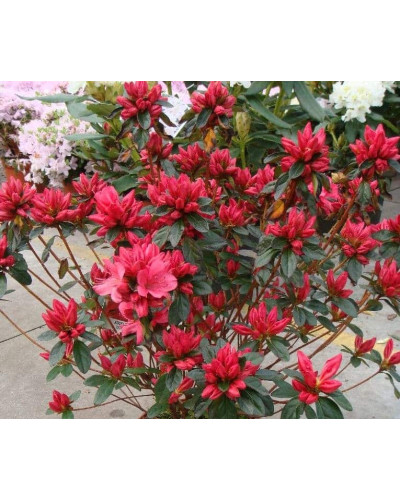 Рододендрон Мадам Галле / Азалія | Рододендрон Мадам Галле / Азалия | Rhododendron Madame Galle / Azalea