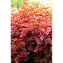 Пухироплідник калинолистий Літл Ангел | Physocarpus opulifolius Little Angel | Пузыреплодник калинолистный Литл Ангел