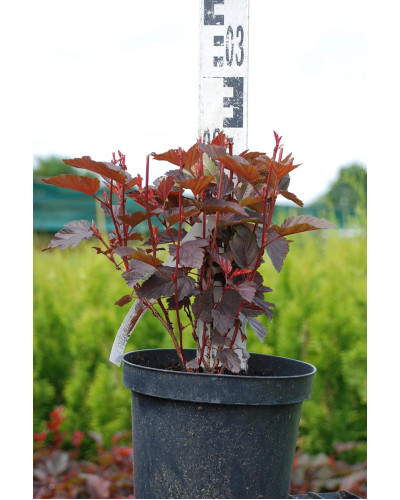 Пухироплідник калинолистий Літл Ангел | Physocarpus opulifolius Little Angel | Пузыреплодник калинолистный Литл Ангел
