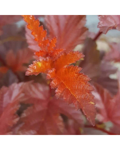 Пухироплідник калинолистий Літл Ангел | Physocarpus opulifolius Little Angel | Пузыреплодник калинолистный Литл Ангел