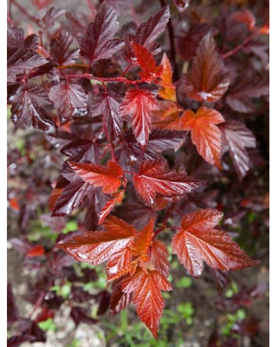 Пухироплідник калинолистий Літл Ангел | Physocarpus opulifolius Little Angel | Пузыреплодник калинолистный Литл Ангел
