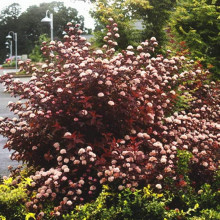 Пухироплідник калинолистий Літл Ангел | Physocarpus opulifolius Little Angel | Пузыреплодник калинолистный Литл Ангел