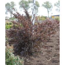 Пухироплідник калинолистий Літл Ангел | Physocarpus opulifolius Little Angel | Пузыреплодник калинолистный Литл Ангел