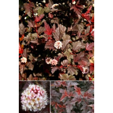 Пухироплідник калинолистий Літл Ангел | Physocarpus opulifolius Little Angel | Пузыреплодник калинолистный Литл Ангел