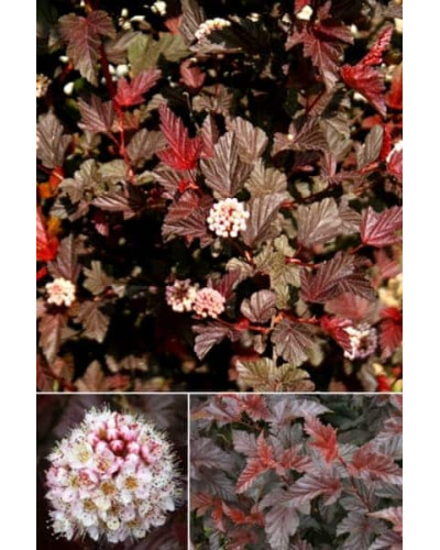 Пухироплідник калинолистий Літл Ангел | Physocarpus opulifolius Little Angel | Пузыреплодник калинолистный Литл Ангел
