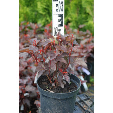 Пухироплідник калинолистий Літл Ангел | Physocarpus opulifolius Little Angel | Пузыреплодник калинолистный Литл Ангел