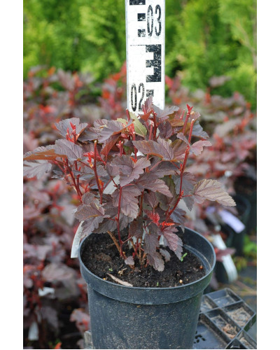 Пухироплідник калинолистий Літл Ангел | Physocarpus opulifolius Little Angel | Пузыреплодник калинолистный Литл Ангел