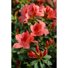 Рододендрон Ардеур / Азалія | Рододендрон Ардеур / Азалия | Rhododendron Ardeur / Azalea
