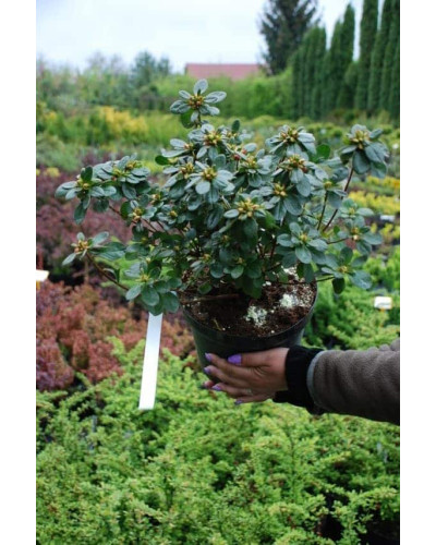 Рододендрон Ардеур / Азалія | Рододендрон Ардеур / Азалия | Rhododendron Ardeur / Azalea