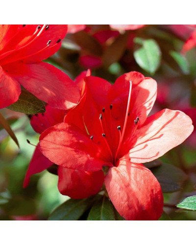Рододендрон Ардеур / Азалія | Рододендрон Ардеур / Азалия | Rhododendron Ardeur / Azalea