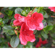 Рододендрон Ардеур / Азалія | Рододендрон Ардеур / Азалия | Rhododendron Ardeur / Azalea