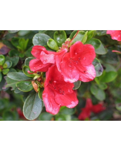 Рододендрон Ардеур / Азалія | Рододендрон Ардеур / Азалия | Rhododendron Ardeur / Azalea