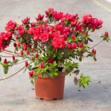 Рододендрон Ардеур / Азалія | Рододендрон Ардеур / Азалия | Rhododendron Ardeur / Azalea