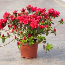 Рододендрон Ардеур / Азалія | Рододендрон Ардеур / Азалия | Rhododendron Ardeur / Azalea