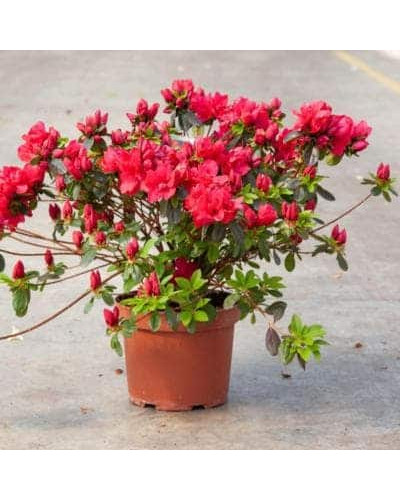 Рододендрон Ардеур / Азалія | Рододендрон Ардеур / Азалия | Rhododendron Ardeur / Azalea