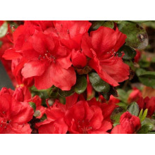 Рододендрон Ардеур / Азалія | Рододендрон Ардеур / Азалия | Rhododendron Ardeur / Azalea