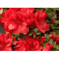Рододендрон Ардеур / Азалія | Рододендрон Ардеур / Азалия | Rhododendron Ardeur / Azalea
