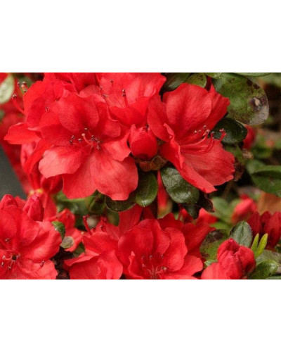Рододендрон Ардеур / Азалія | Рододендрон Ардеур / Азалия | Rhododendron Ardeur / Azalea