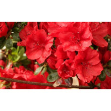 Рододендрон Ардеур / Азалія | Рододендрон Ардеур / Азалия | Rhododendron Ardeur / Azalea