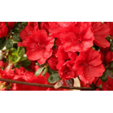 Рододендрон Ардеур / Азалія | Рододендрон Ардеур / Азалия | Rhododendron Ardeur / Azalea