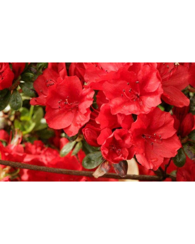 Рододендрон Ардеур / Азалія | Рододендрон Ардеур / Азалия | Rhododendron Ardeur / Azalea