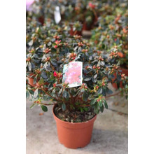 Рододендрон Ардеур / Азалія | Рододендрон Ардеур / Азалия | Rhododendron Ardeur / Azalea