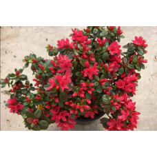 Рододендрон Ардеур / Азалія | Рододендрон Ардеур / Азалия | Rhododendron Ardeur / Azalea
