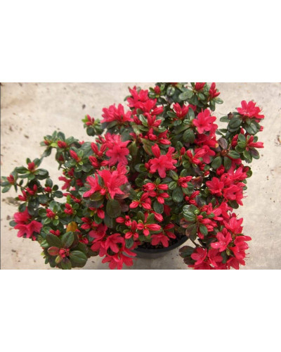 Рододендрон Ардеур / Азалія | Рододендрон Ардеур / Азалия | Rhododendron Ardeur / Azalea