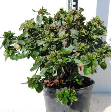 Рододендрон Ардеур / Азалія | Рододендрон Ардеур / Азалия | Rhododendron Ardeur / Azalea