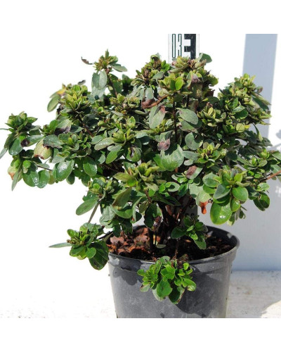 Рододендрон Ардеур / Азалія | Рододендрон Ардеур / Азалия | Rhododendron Ardeur / Azalea