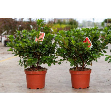 Рододендрон Ардеур / Азалія | Рододендрон Ардеур / Азалия | Rhododendron Ardeur / Azalea