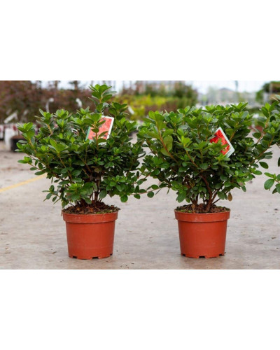 Рододендрон Ардеур / Азалія | Рододендрон Ардеур / Азалия | Rhododendron Ardeur / Azalea