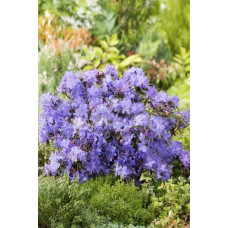 Рододендрон Блю Тіт Мажор | Рододендрон Блю Тит Мажор | Rhododendron Blue Tit Magor
